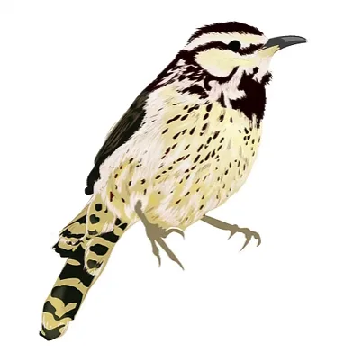 Bird Illustration